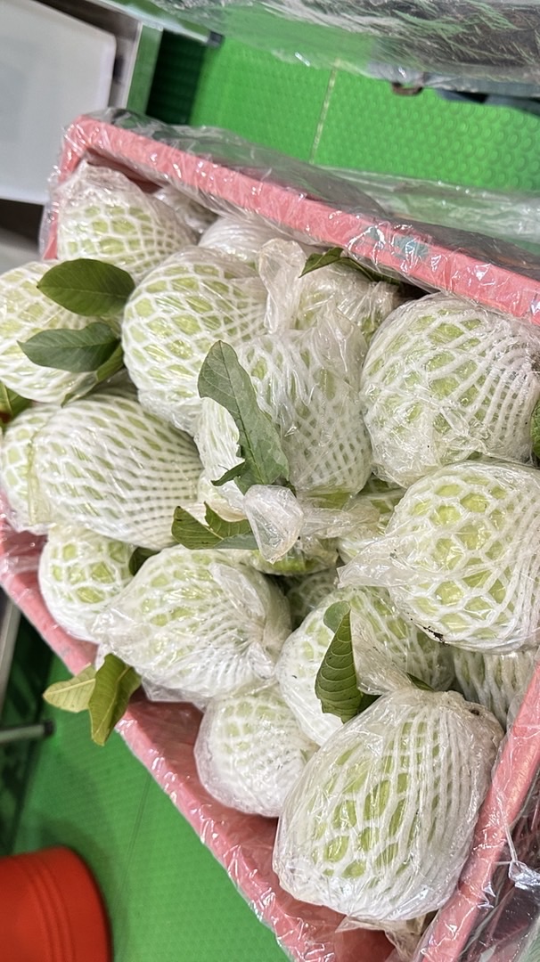 珍珠芭樂小農