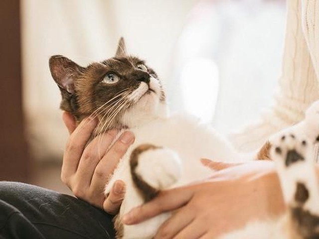 愛猫を亡くしてペットロスに 絶望から救ってくれたのは ねこのきもちnews
