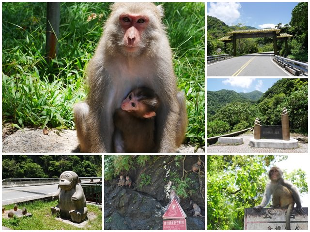 台東東河景點 泰源幽谷 登仙橋遊憩區～跟台灣獼猴近距離接觸