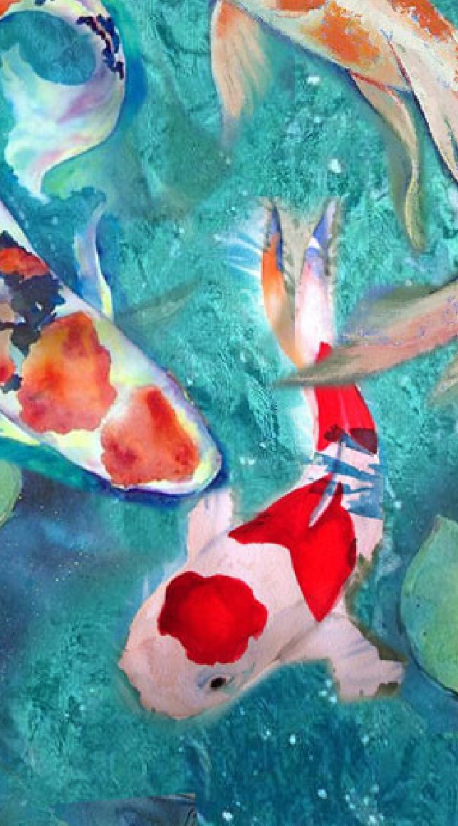 KOI Gallery ภาพปลาคาร์พ