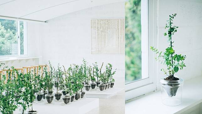 展覽結束後 帶一株樹苗走 古巴藝術家於新竹春室開展 以紙張 植物與玻璃訴說永續循環價值 Shopping Design Line Today