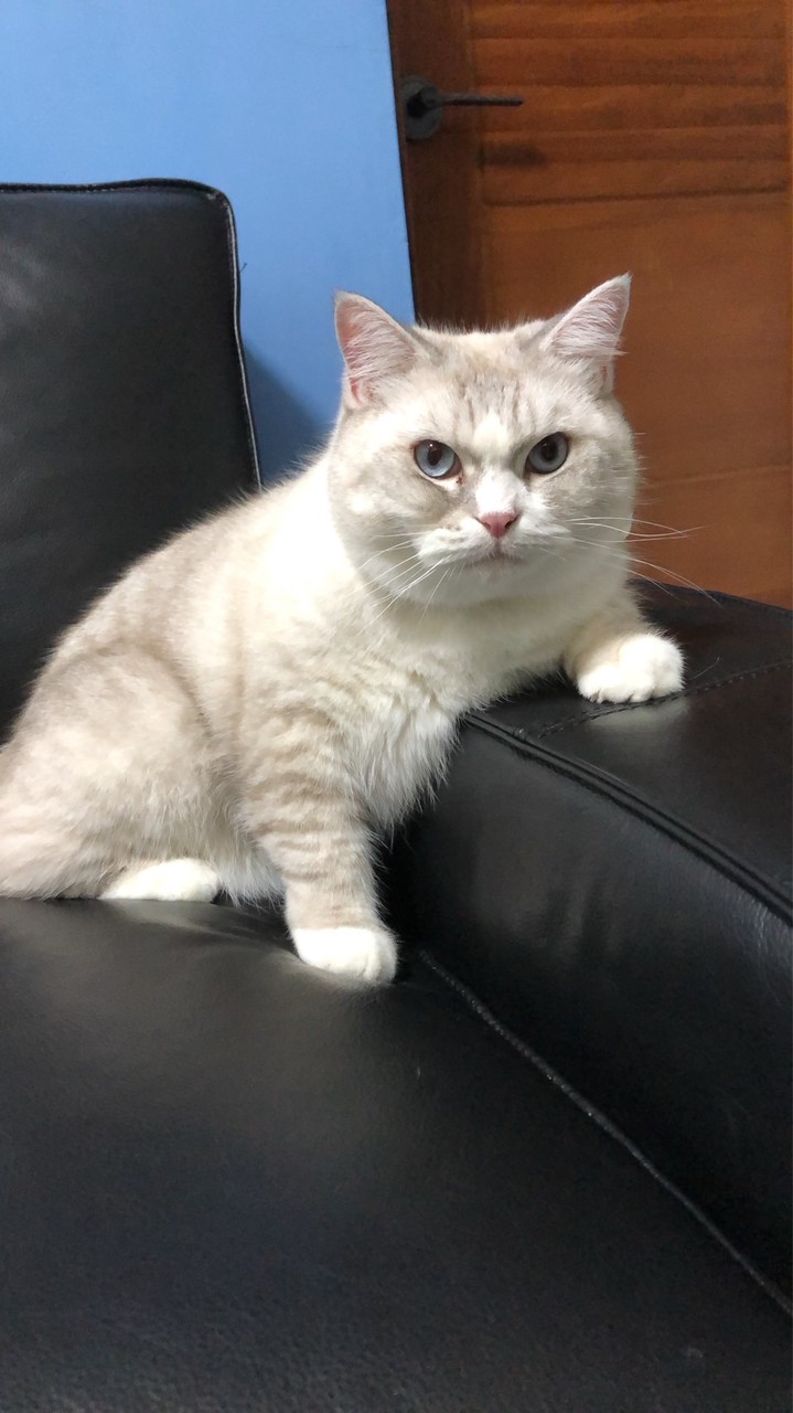 莎小家族