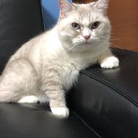 莎小家族