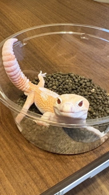 まめりんの小部屋