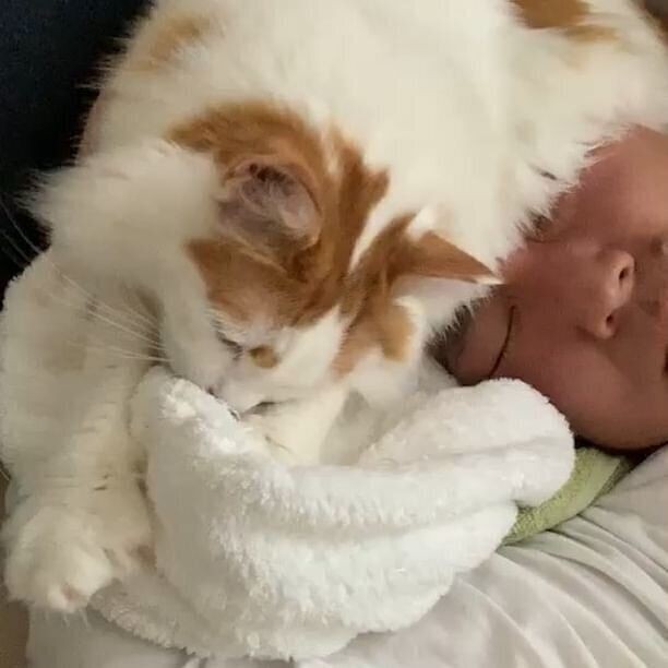 かまいたち 山内家の猫アレルギー対策とおすすめグッズ