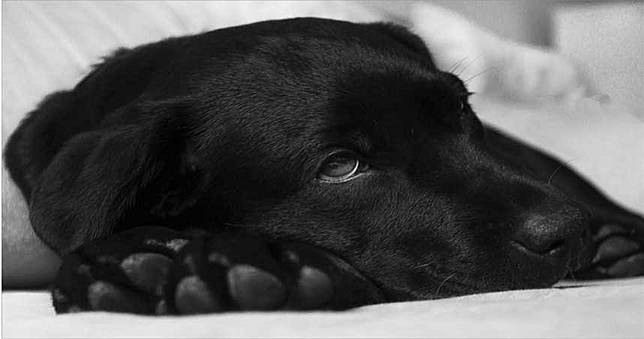 愛犬生病不願主人知道是是本能　如何早期發現自家狗狗生病了