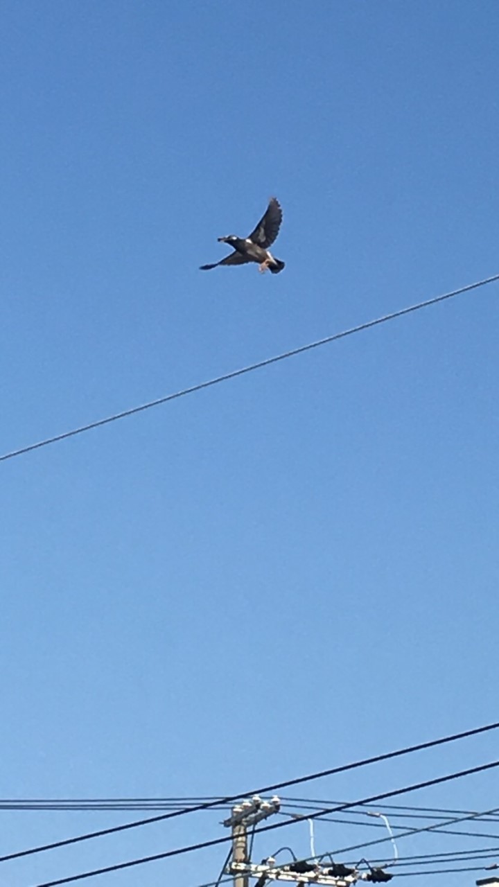 インコ🦜のオープンチャット