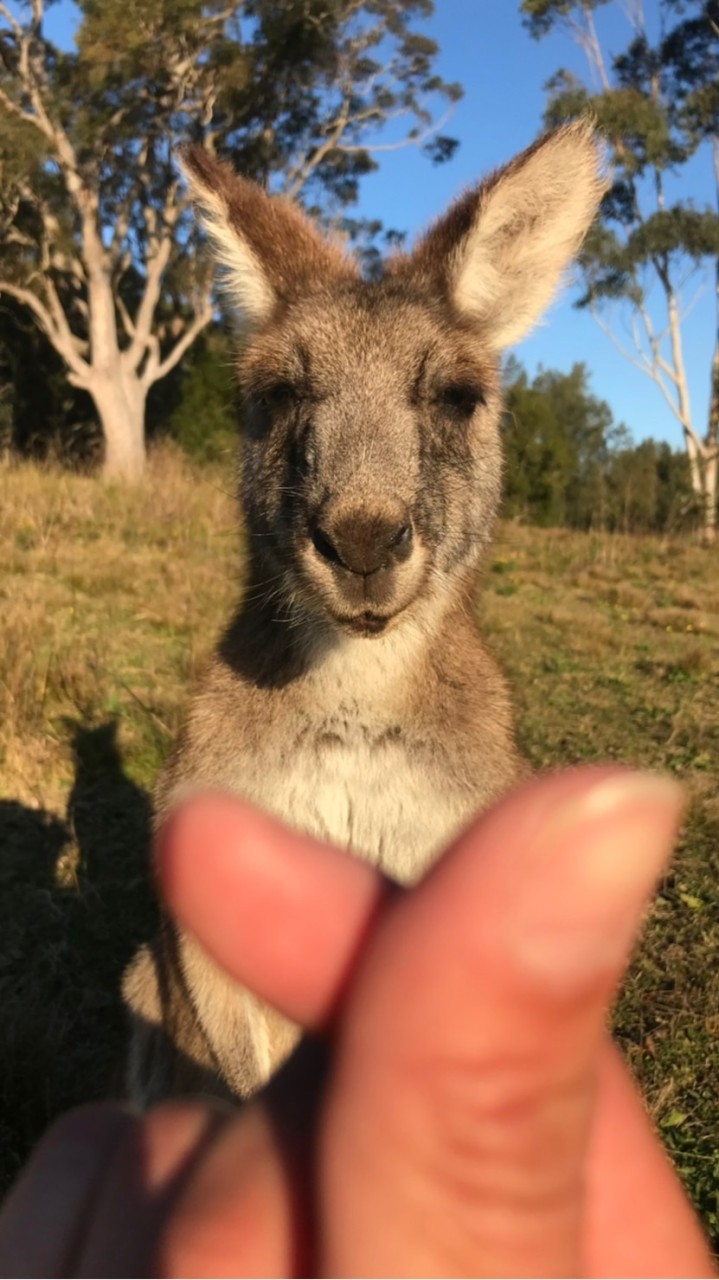 🇦🇺100% 澳洲代購 🦘🐨