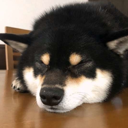 こんな場所で寝るの 犬の 変な寝場所 には意味があった