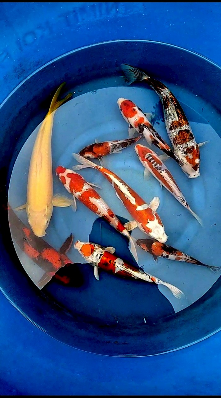 M KOI
