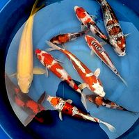 M KOI