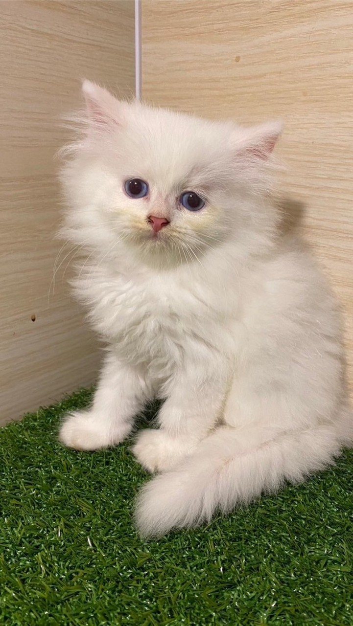 angelcatcattery&主食罐飼料買賣