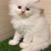 angelcatcattery&主食罐飼料買賣