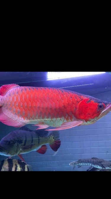 ❤️仁德❤️ 水族交流 龍魚 大型魚 買賣