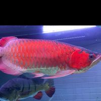 ❤️仁德❤️ 水族交流 龍魚 大型魚 買賣