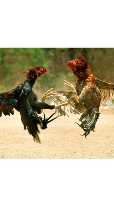 🐓พชรพล ฟาร์มไก่ชน🐓