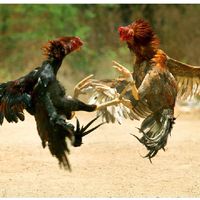 🐓พชรพล ฟาร์มไก่ชน🐓