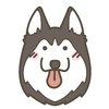 シベリアンハスキーの集い
