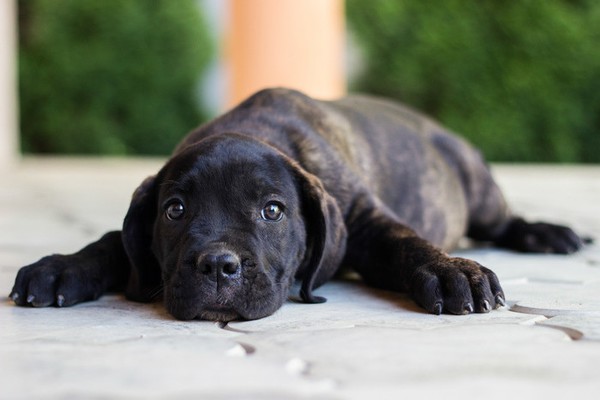 獣医師監修 犬はどうして震えるの その原因と対処法とは いぬのきもちnews Line News