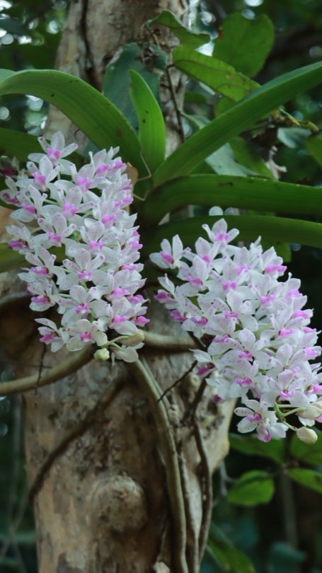 ชนิดพันธุ์หล้วยไม้