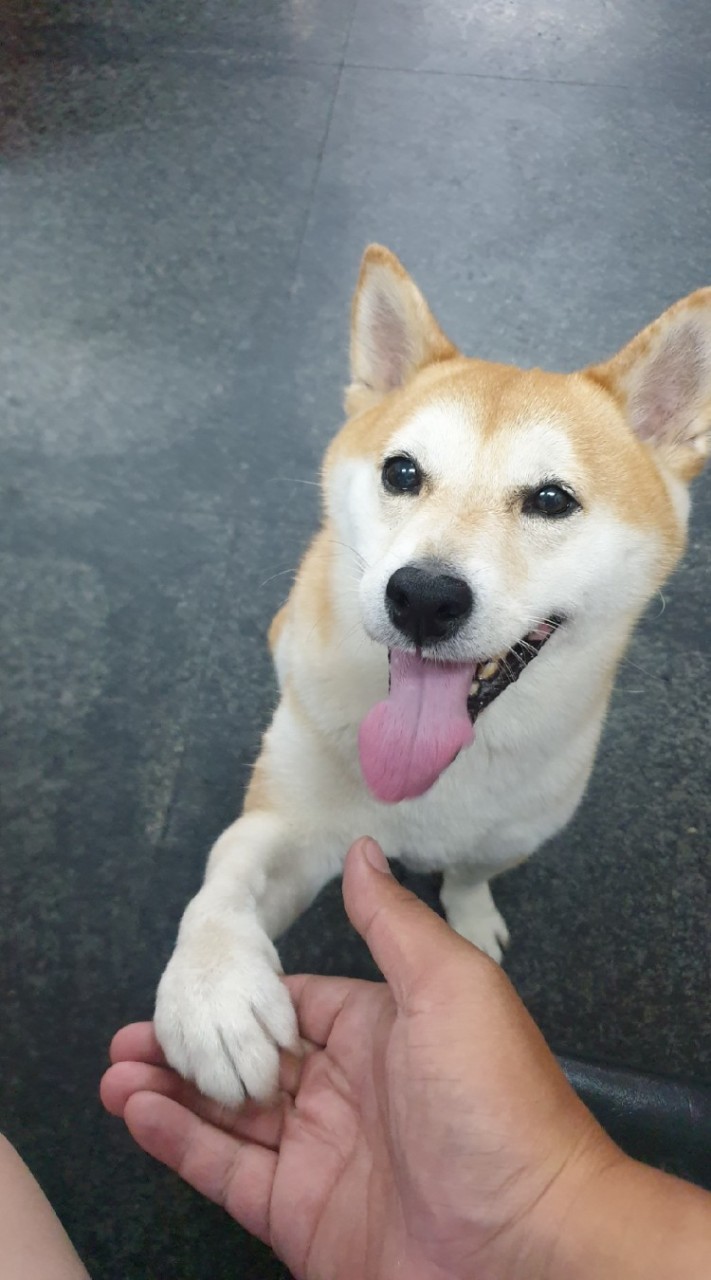 台南柴犬報到處