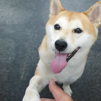 台南柴犬報到處