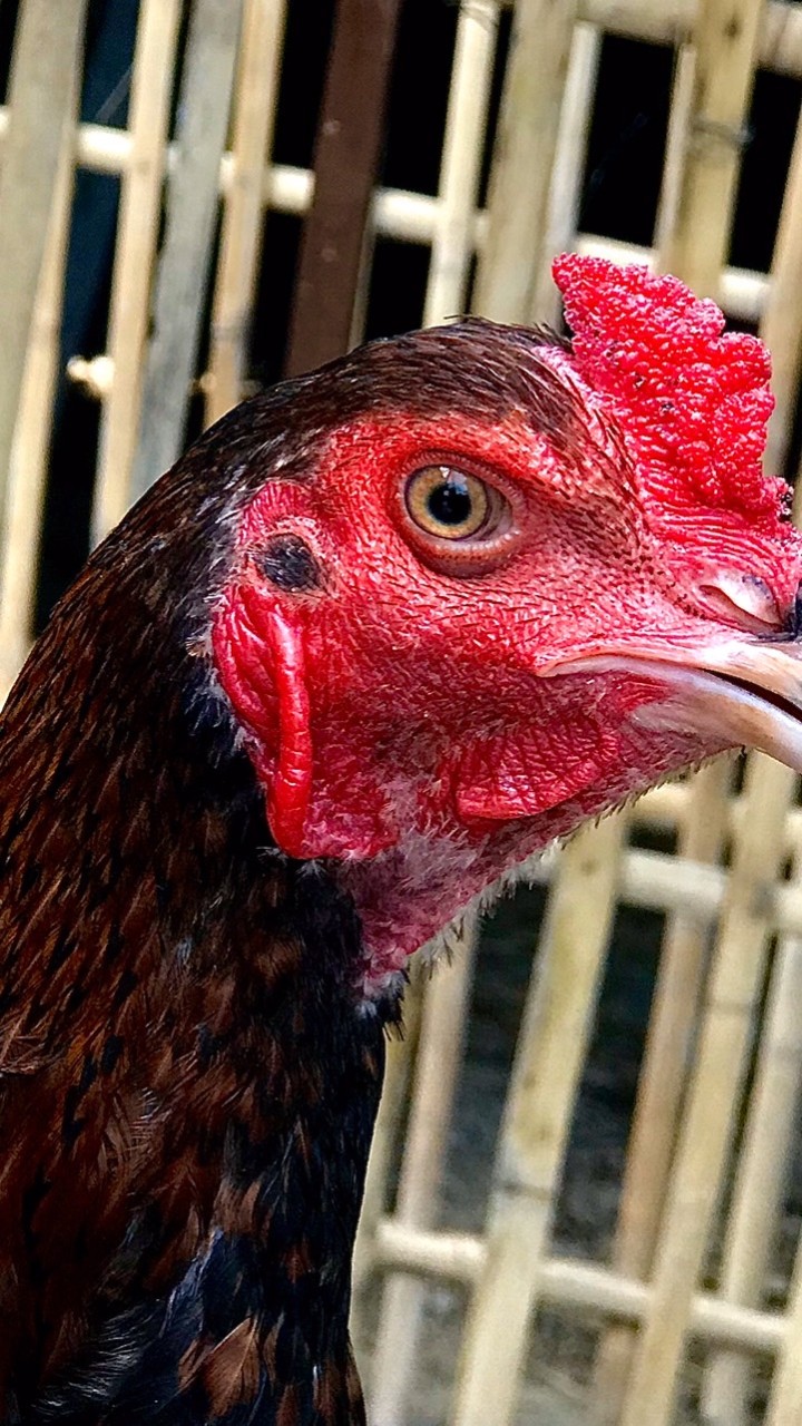 ซื้อขายพม่า-ป่าก๋อย(คัดเกรด)💯ส.สมออ ฟาม🐓