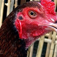 ซื้อขายพม่า-ป่าก๋อย(คัดเกรด)💯ส.สมออ ฟาม🐓