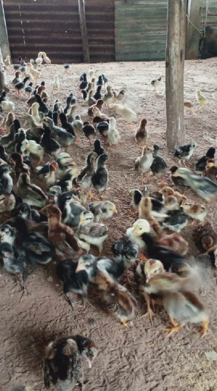ไก่บ้านพันธ์งามฟาร์ม (ราคาซื้อขายไก่ใหญ่)