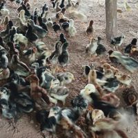 ไก่บ้านพันธ์งามฟาร์ม (ราคาซื้อขายไก่ใหญ่)