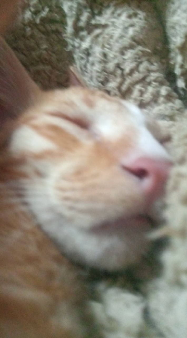 Ren
