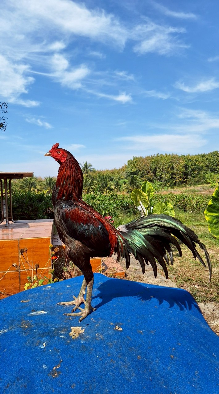 🐓ซื้อ-ขายไก่ชน ซุ้ม ส.สมบุรณ์🐓