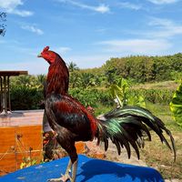 🐓ซื้อ-ขายไก่ชน ซุ้ม ส.สมบุรณ์🐓