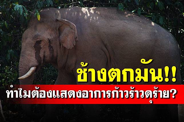 คลายข้อสงสัย? ทำไมเวลา 'ช้างตกมัน'  ต้องแสดงอาการก้าวร้าวดุร้าย-ไม่เชื่อฟังควาญ | แนวหน้า | LINE TODAY