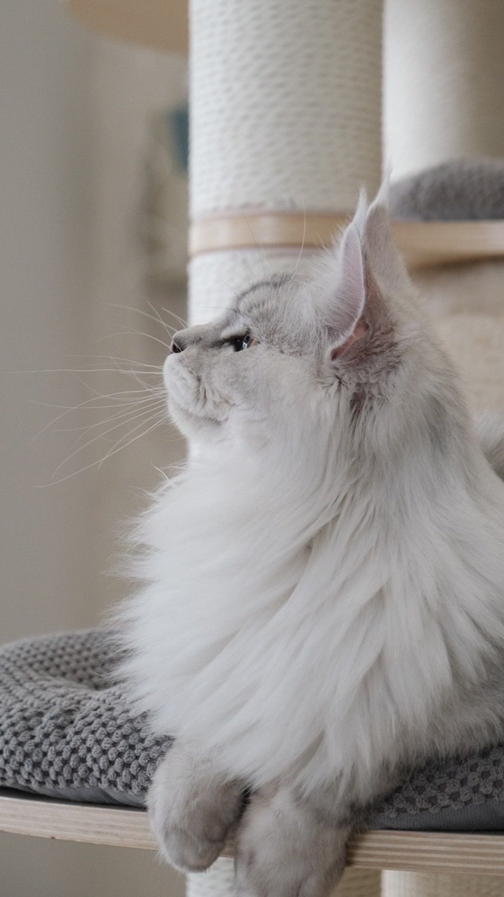 🐈奧皇緬因貓家長群✨
