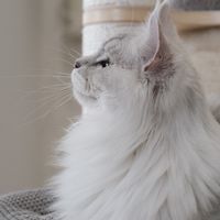 🐈奧皇緬因貓家長群✨