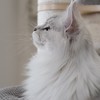 🐈奧皇緬因貓家長群✨