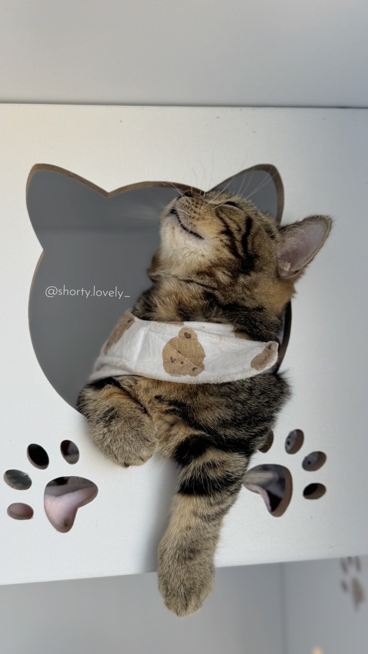 跟著短短家一起買寵物精品｜寵物選品🐈