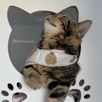 跟著短短家一起買寵物精品｜寵物選品🐈