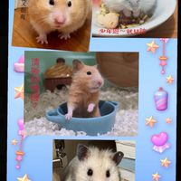 🐹鼠鼠交流社🐹