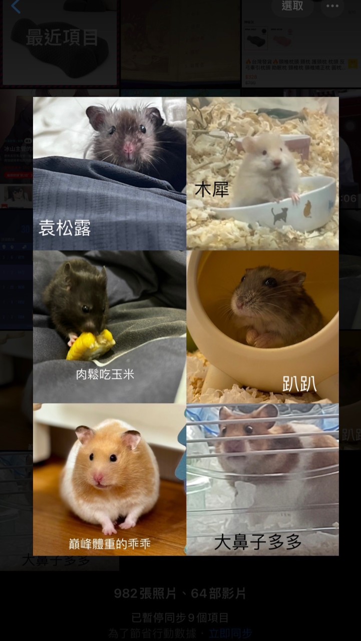 🐹鼠鼠交流社🐹