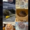 🐹鼠鼠交流社🐹