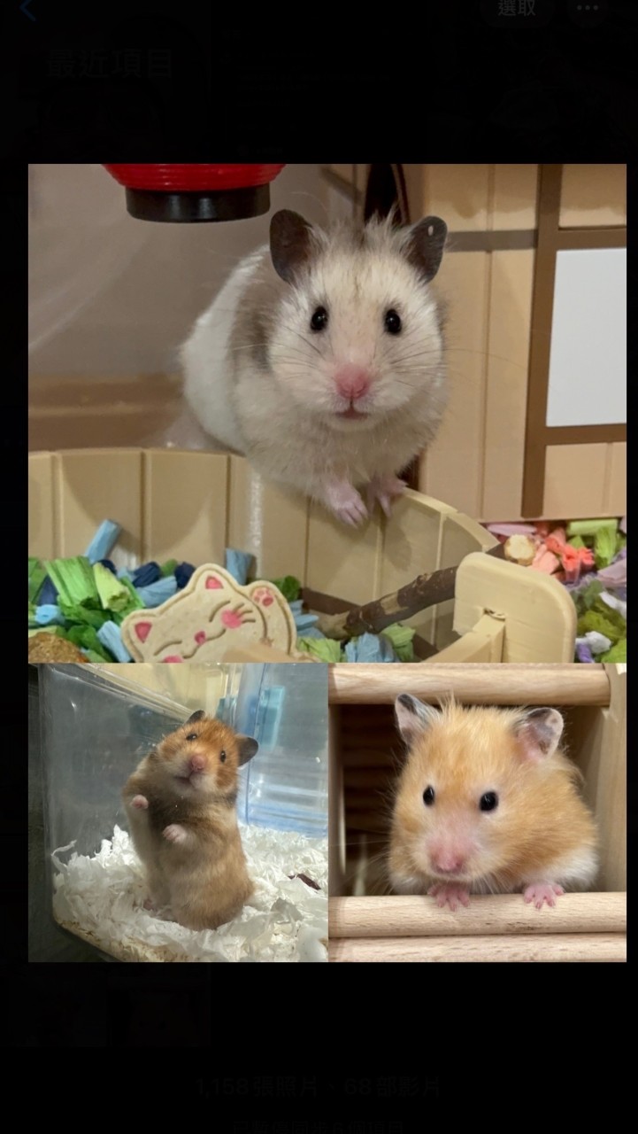 🐹鼠鼠交流社🐹