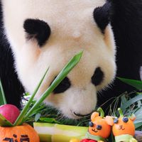 寶家族代購