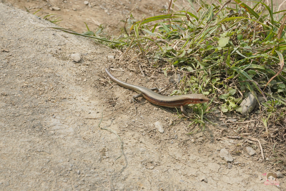 宜蘭.礁溪 臺灣的抹茶冰淇淋山，網美級小百岳仙境，挑戰聖母山莊步道，順收五峰旗瀑布
