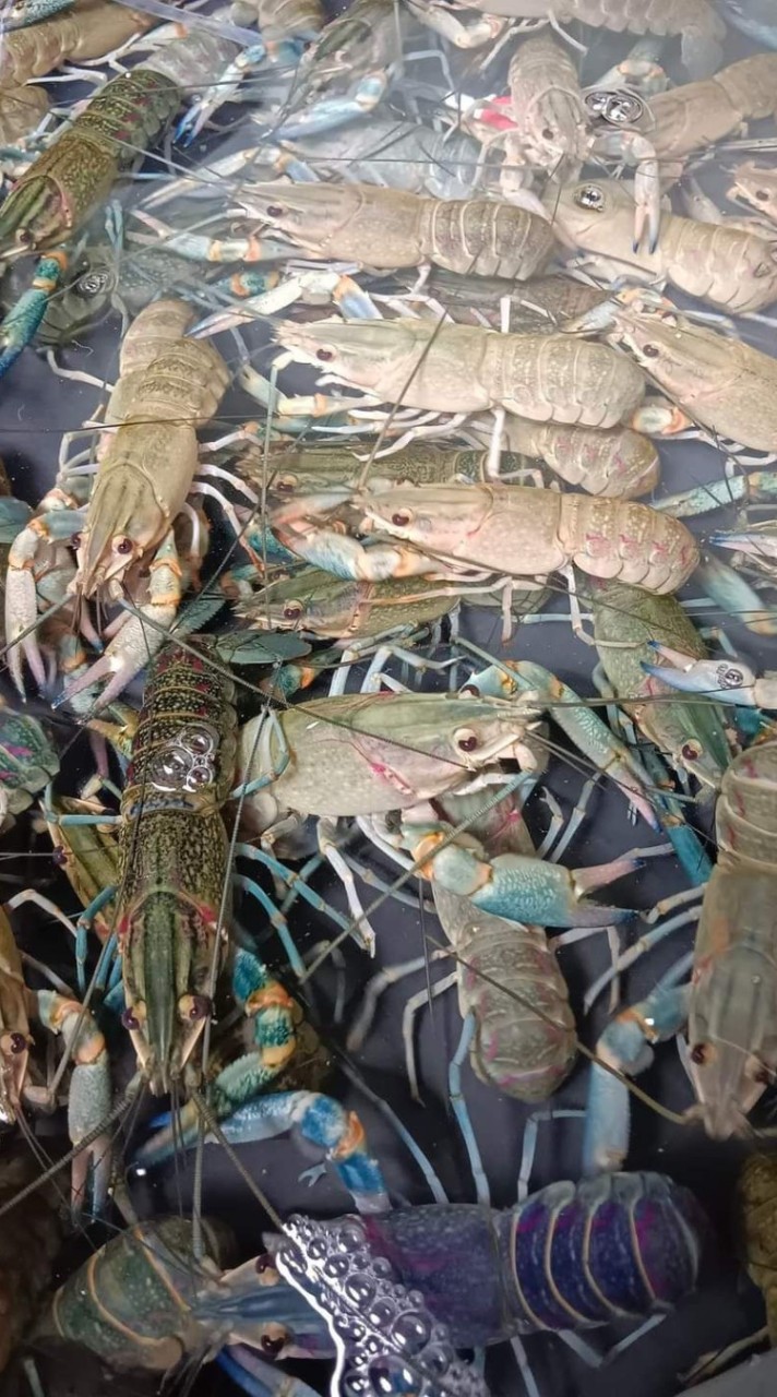 ซื้อขายกุ้งก้ามแดง