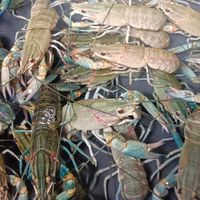 ซื้อขายกุ้งก้ามแดง