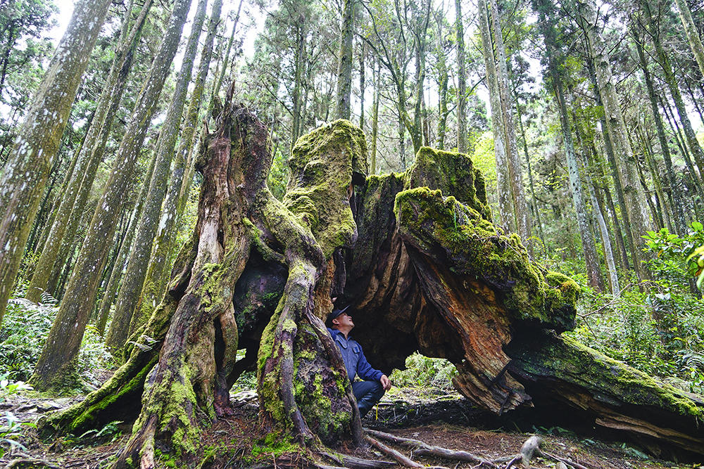 藤枝國家森林遊樂區「西施花步道」中段巨大牛樟樹頭。(攝影/Cindy Lee)