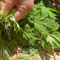 艾健康（艾灸&艾草食療）