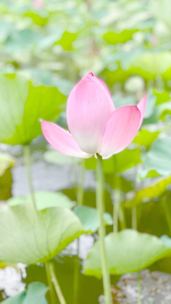 拈花惹草@台大EMBA討論區